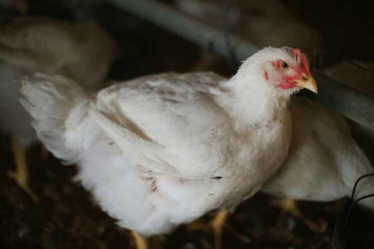 Dutch poultry farmers have been hit by another outbreak of bird flu