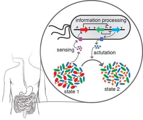 Dynamic modeling helps predict the behaviors of gut microbes