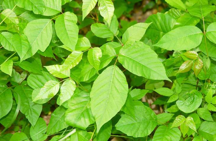 Easing the itch of poison ivy and poison oak