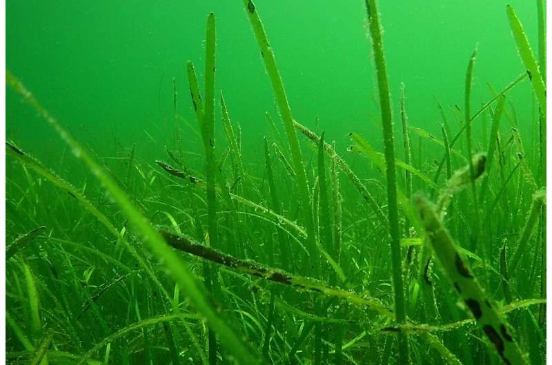 Eelgrass wasting disease has new enemies: Drones and artificial intelligence