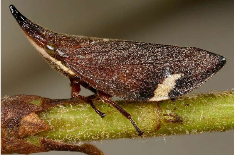 Effort clarifies major branch of insect tree of life