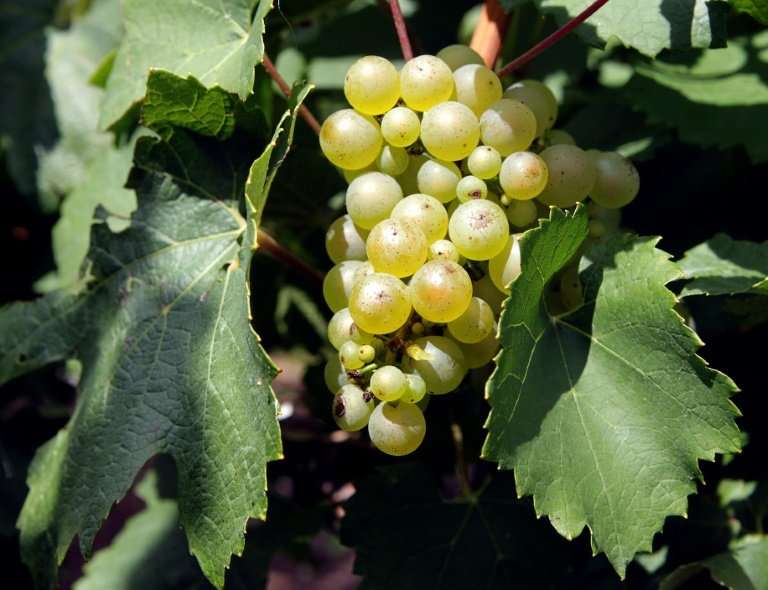 Eighty-nine percent of French grapes contain traces of pesticide, a new report has found