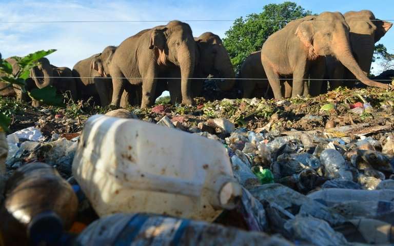 Electric fences have not stopped elephants from searching rubbish dumps for food