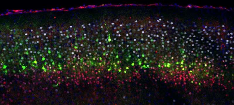 Electricity sparks neuronal diversity during brain development