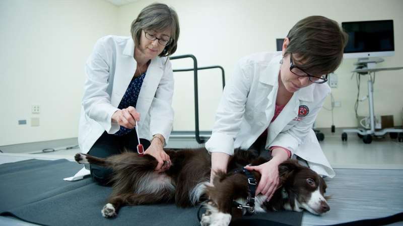 Electromagnetic field therapy for dogs with spinal injuries
