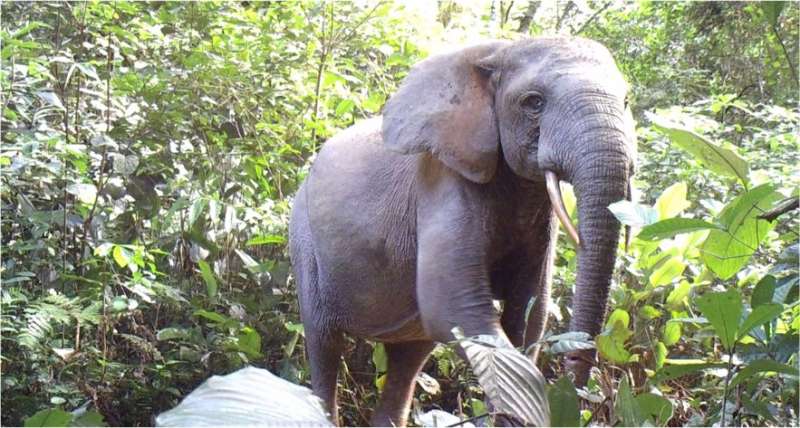 Elephant declines imperil Africa's forests