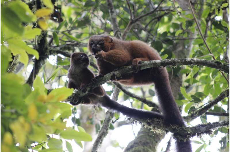 Elevated androgens don't hinder dads' parenting -- at least not in lemurs