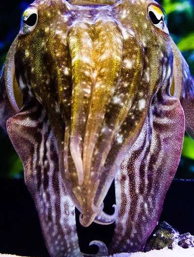 Elucidating cuttlefish camouflage