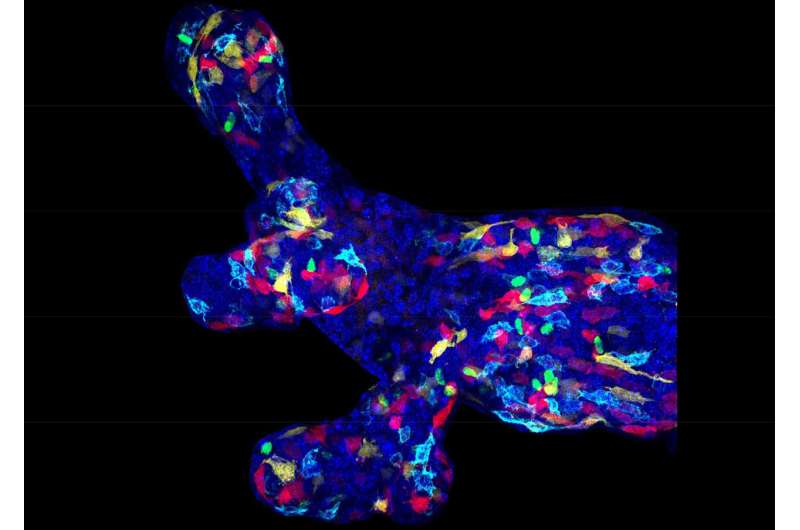 Embryonic mammary gland stem cells identified