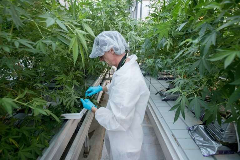 Employee Jason Gagne trims cannabis plants at Up's factory in Lincoln, Ontario