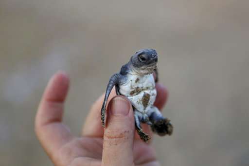 Endangered Green, Loggerhead turtles make comeback in Cyprus