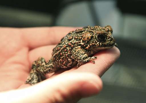Endangered species listing considered for rare Nevada toad