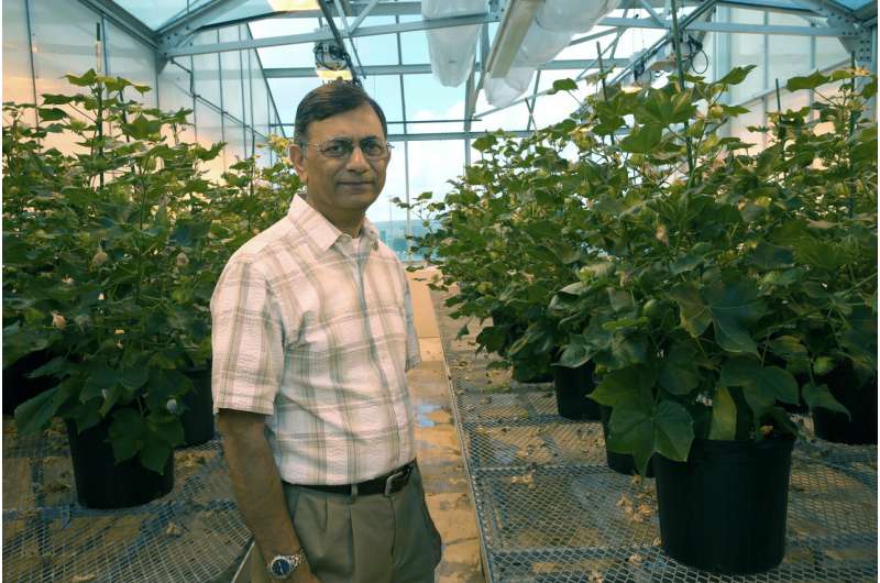 Engineered cotton uses weed-suppression chemical as nutrient