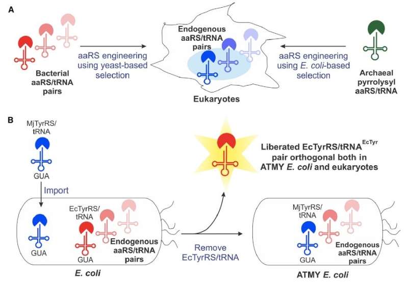 Engineered genetic machinery derived from E. coli delivers new amino acids to proteins