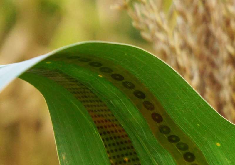 Engineers make wearable sensors for plants, enabling measurements of water use in crops
