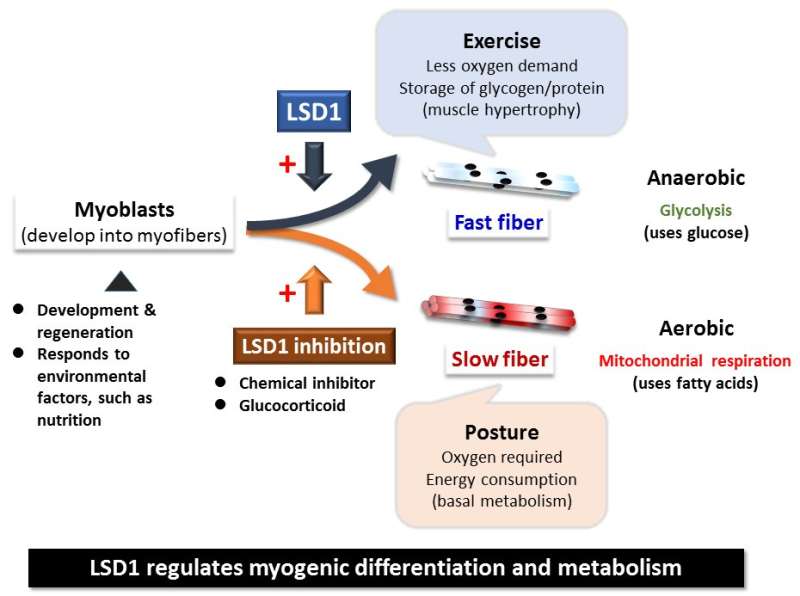 Enzyme LSD1 found to regulate muscle fiber type differentiation