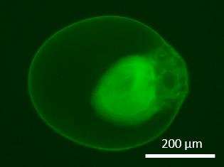 Enzyme-powered protocells rise to the top