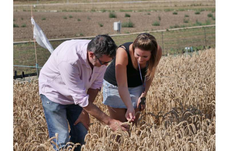 Epic genetic: the hidden story of wheat