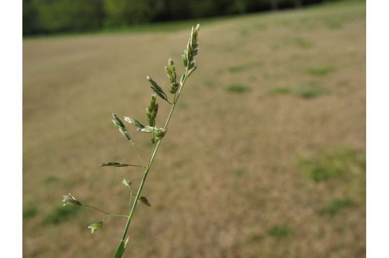 Epidemic in turf management: Herbicide resistance in annual bluegrass