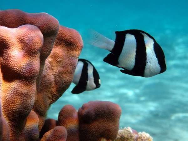 Escape responses of coral reef fish obey simple behavioral rules