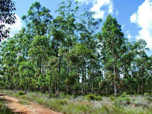 Eucalyptus 2018: Plantation managers and researchers are working to deal with climate change