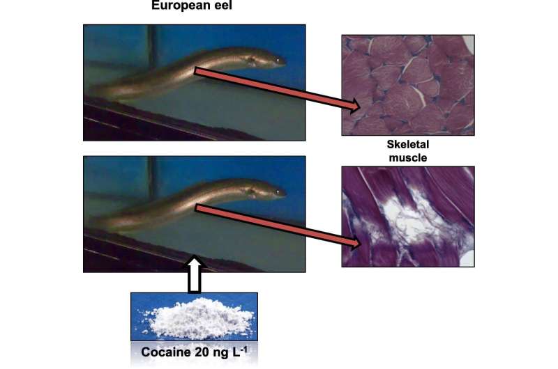European eels found to suffer muscle damage due to cocaine in the water