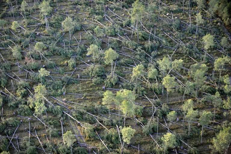 Europe's forests are under threat from extreme weather events, such as droughts and storms, made worse by climate change