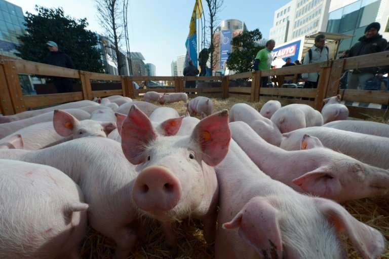 Europe's top agriculture official urged EU member states to take tougher measures to contain the spread of African swine fever a