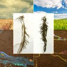 Even a single species of bacteria can positively affect soils and plants