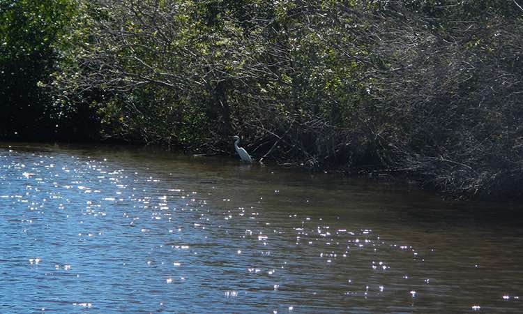 Everglades needs more fresh water to fight salt water intrusion