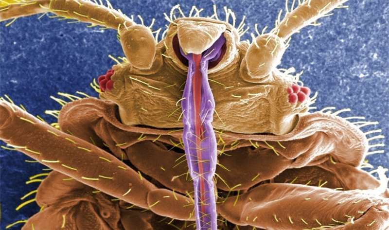 Everything you never wanted to know about bed bugs, and more