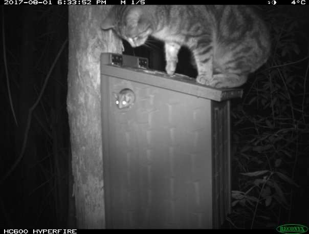 Evidence that feral cats are preying on the critically endangered Leadbeater’s possum