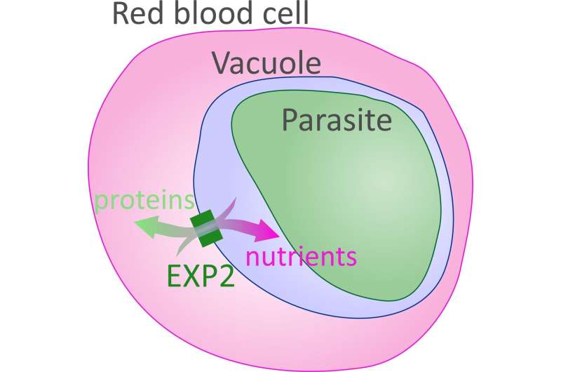 EXP2 protein helps deadliest malaria parasite obtain nutrients during infection