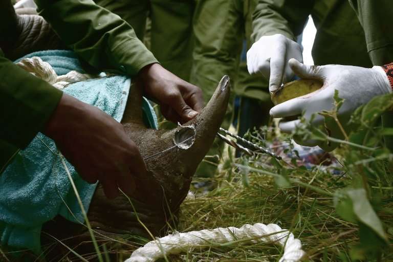 Experts preparing for the translocation fitted a radio transmitter into the rhinos' horns to provide data about their location