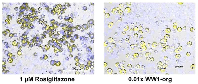 Exposure to fracking chemicals and wastewater spurs fat cell development