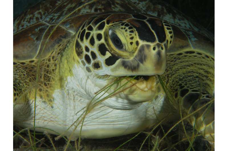 Extensive seagrass meadows discovered in Indian Ocean through satellite tracking of green turtles