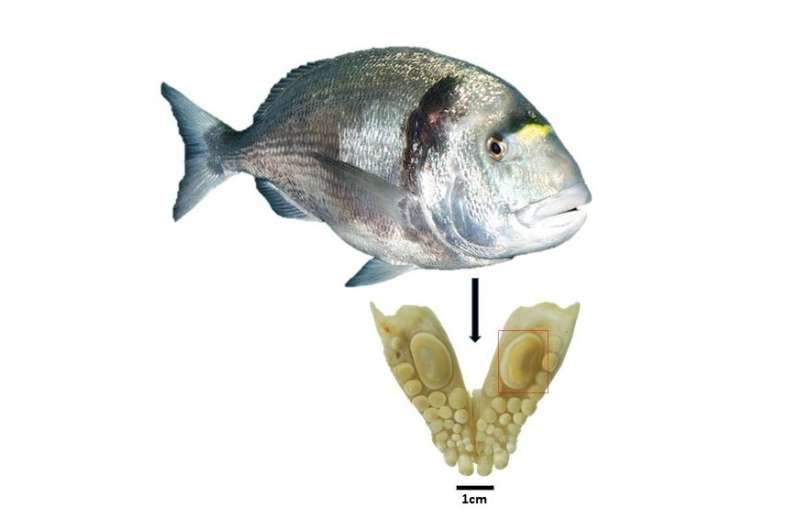 Extensive trade in fish between Egypt and Canaan already 3,500 years ago