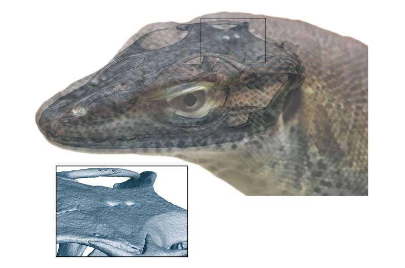 Extinct monitor lizard had four eyes, fossil evidence shows