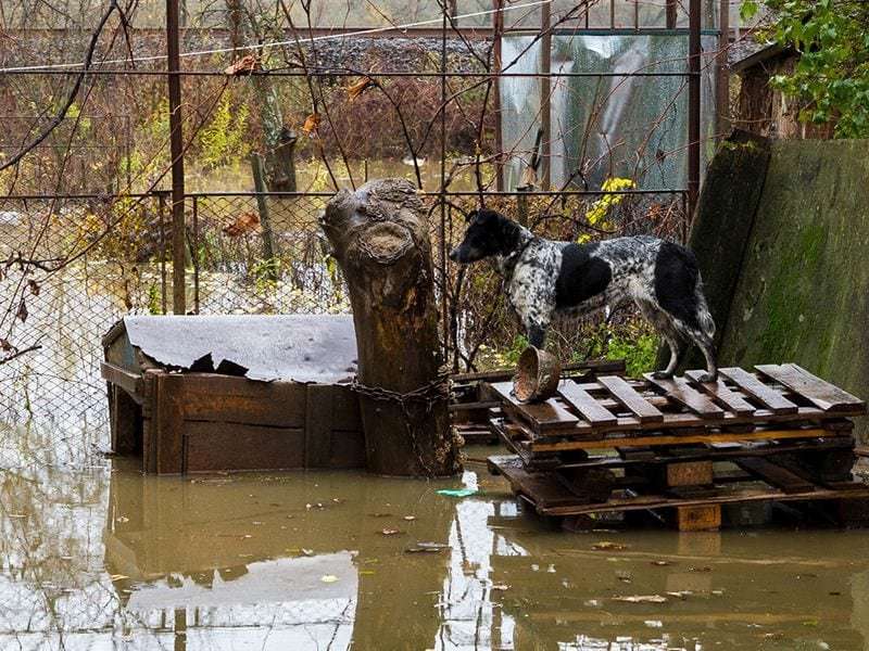 Extreme flooding can up exposure to pathogens