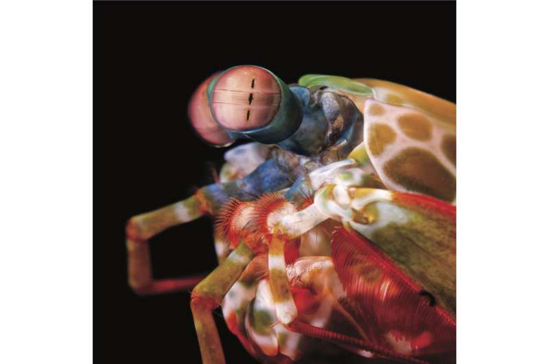 Extreme mobility of mantis shrimp eyes