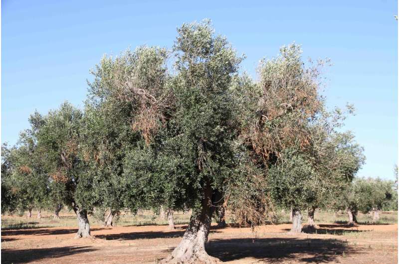 Eye-in-the-sky to save olive trees