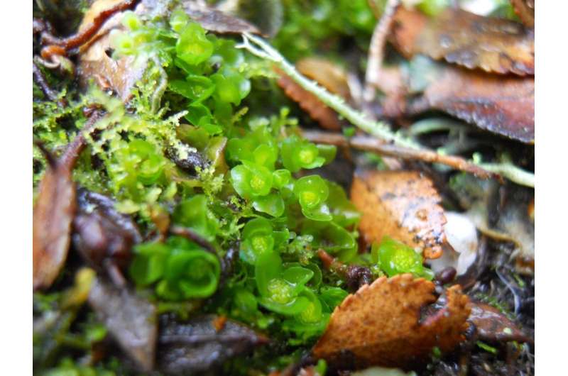 Eyelash-sized plants reveal climate change -- and citizen scientists help identify them
