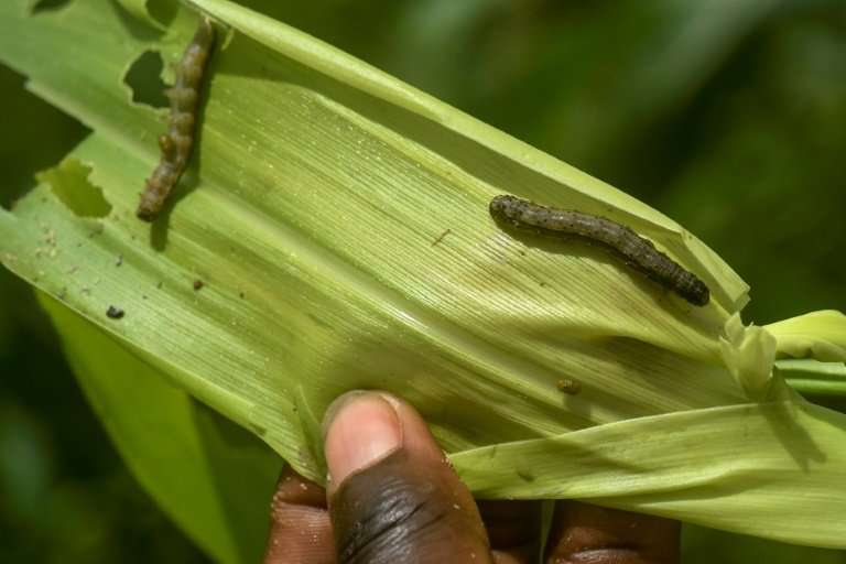 Fall armyworms attacking a maize plant in Kenya earlier this year. On farms across Africa, a seemingly innocuous brown and beige