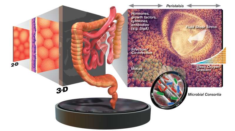 Farewell flat biology -- Tackling infectious disease using 3-D tissue engineering