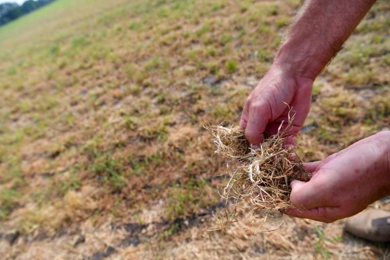 Farmer Christian Sancken shows dried grass in his drought-affected field in Cuxhaven, northern Germany, last month