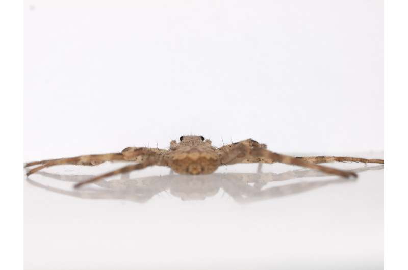 Fastest spin on Earth? For animals that rely on legs, scientists say one spider takes gold