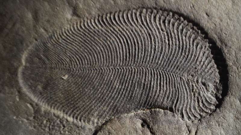 Fat from 558 million years ago reveals earliest known animal