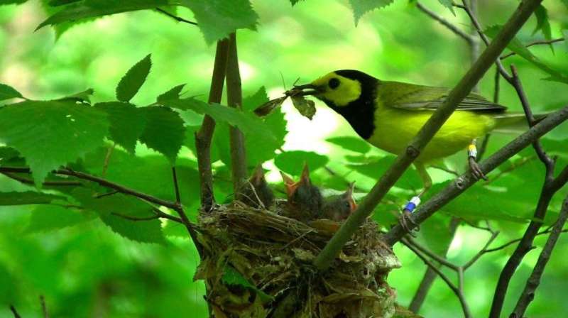 Feather replacement or parental care? Migratory birds desert their offspring to molt
