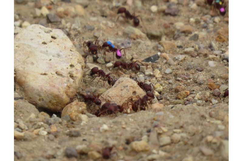 Feeding ants dopamine might make them smarter foragers