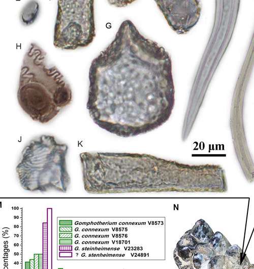 Feeding habits of ancient elephant relatives uncovered from grass fragments stuck in their teeth